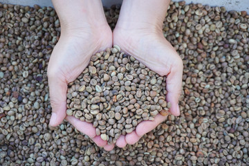 Female hands holding coffee beans