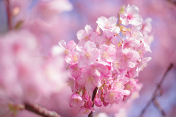 河津桜：桜　sakura　cherry blossom	
