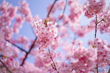 河津桜：桜　sakura　cherry blossom	
