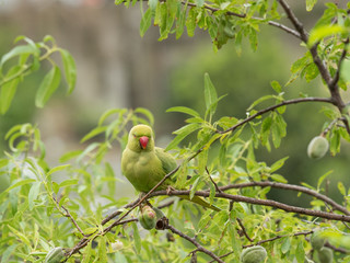 A parakeet, little green parrot on a nespolo tree