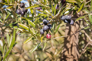 detail of olive tree branch with ripening black olives and blurred background