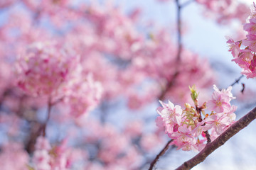 河津桜：桜　sakura　cherry blossom 
