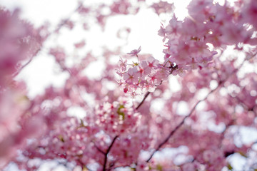 河津桜：桜　sakura　cherry blossom	
