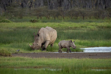 Father and Son white Rhino grazing on grass with fever tree forest in the background.  