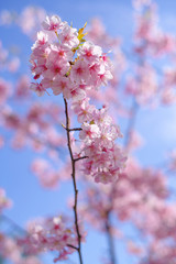 河津桜：桜　sakura　cherry blossom