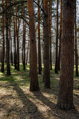 Long shadows in the spring pine forest