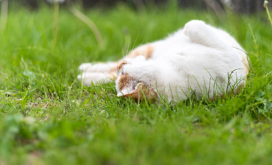 ゴロゴロする猫　茶白猫