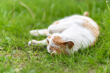ゴロゴロする猫　茶白猫