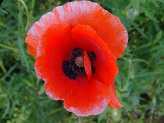 red poppy flower