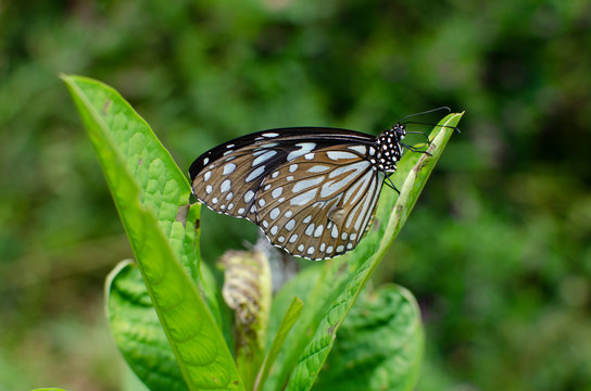 This photo was taken in butterfly friendly zone in India