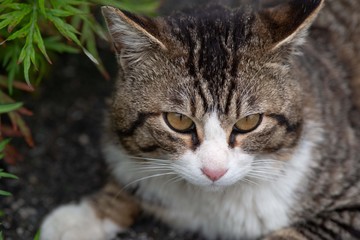 かわいい猫ちゃん　キジトラ猫　キジトラ白