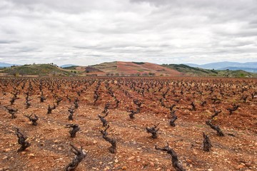 Viñedos