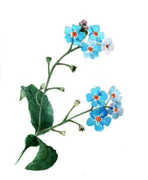 Forget-me-not flowers on the white background, watercolor.