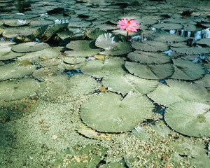 Top view of pink blooming lotus flowers and green lotus leaf on the lotus pond, soft focus