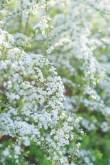 雪柳　ユキヤナギ