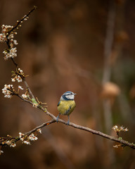 Image of Blue Tit bird Cyanistes Caeruleus on branich in Spring sunshine and rain in garden