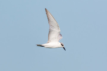 Adult nonbreeding Whiskered Tern (Chlidonias hybrida) in flight with blue clear sky for background.