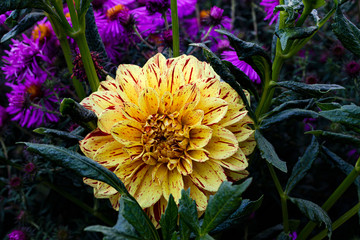 plant, leaf pattern and colorful flower