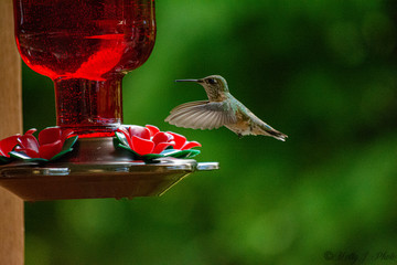 hummingbird on feeder
