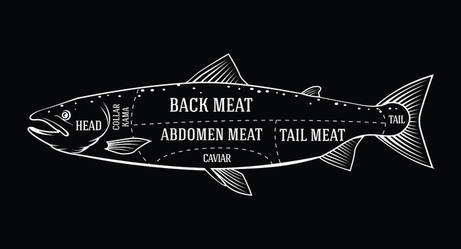 white salmon cuts diagram on black background clip art preview