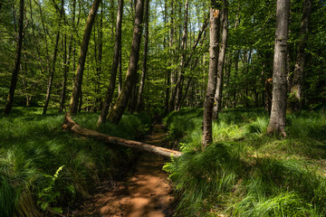 Nordpfälzerwald Hochfelsweg