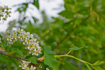 Spring branch of cherry trees close up