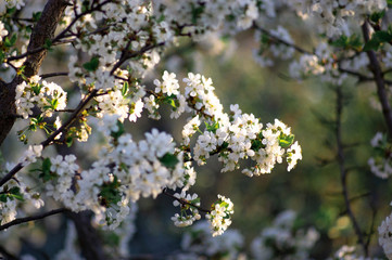 Branches of blossoming apricot macro with soft focus on gentle light blue sky background. For easter and spring greeting cards with beautiful floral spring abstract background of nature