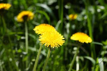 Yellow dandelions in the grass