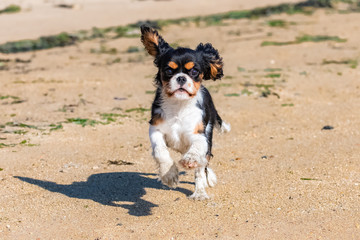 Obraz na płótnie Canvas A dog cavalier king charles, a cute puppy running on the beach 