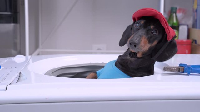 Funny dachshund in plumbing costume with red cap and pliers sits in drum of inverted washing machine and spins, close up. Naughty dog interferes with repair of household appliances at home.