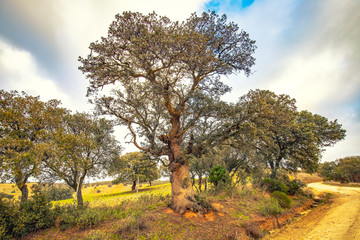 Paisajes con arbol la fuerza de la naturaleza