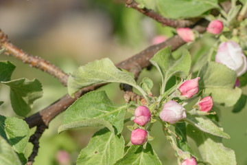 Apple tree branch with blossoming petals close up