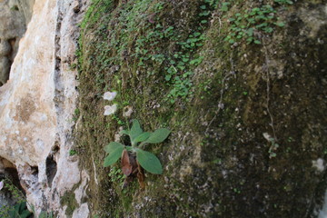 Vegetation in Canyon Torrent de Pareis, Mallorca, Spain