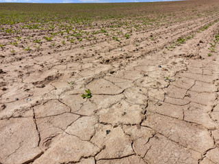 terre agricole aride en été