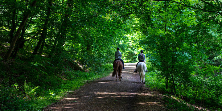 Zwei Reiter bei einem Ausritt im Wald