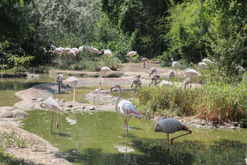 Flamingos 