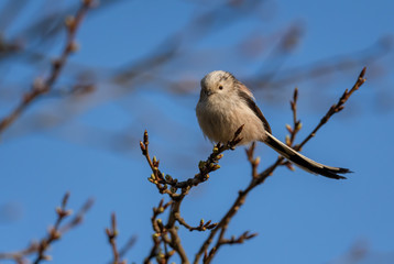 Long-tailed Tit - Aegithalos caudatus, beautiful perching bird from European forests and gardens, Zlin, Czech Republic.