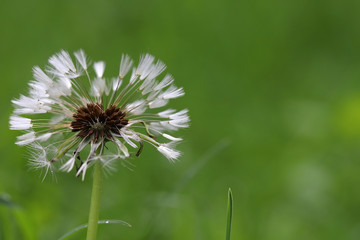 Spring flowers, dandelion inflorescences in the grass fluctuate from the wind, cloudy weather, rain. Shallow depth of field, blurred background. Macro.