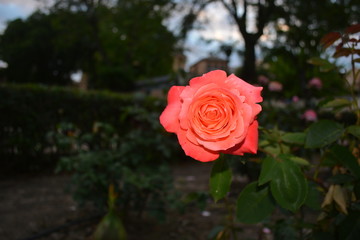 rosa 