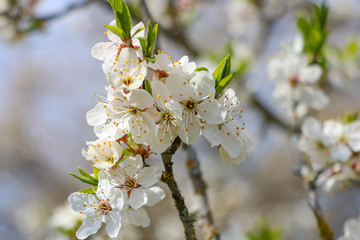 The flowers on the trees,blossoming garden,the flowers bloom on the branches,cherry blossom,white cherry blossom, selective focus.