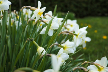 White flower narcissus in a garden. Selective focus.