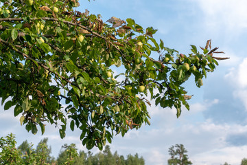 green apple tree