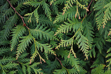 Fototapeta na wymiar The juniper bush close up. Background. Juniper branches growing in the park.