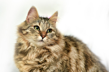 fluffy brown cat on a white