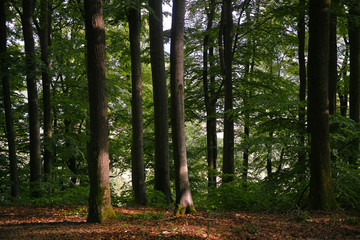 Fototapete bei efototapeten.de bestellen   