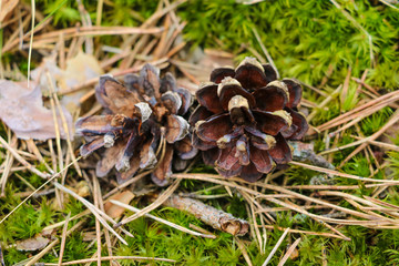 A small bump lies in the grass and leaves. Selective focus.