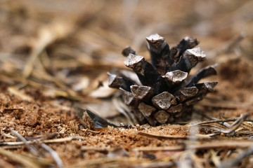 A small pine cone lies in the grass. Selective focus.