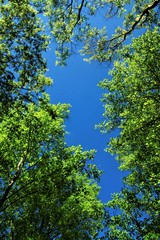 Fototapeta premium 新緑が映える