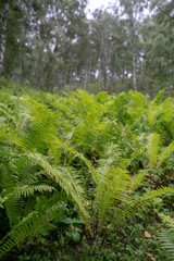 ferns in the forest