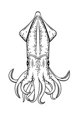 Vector illustration of a squid
